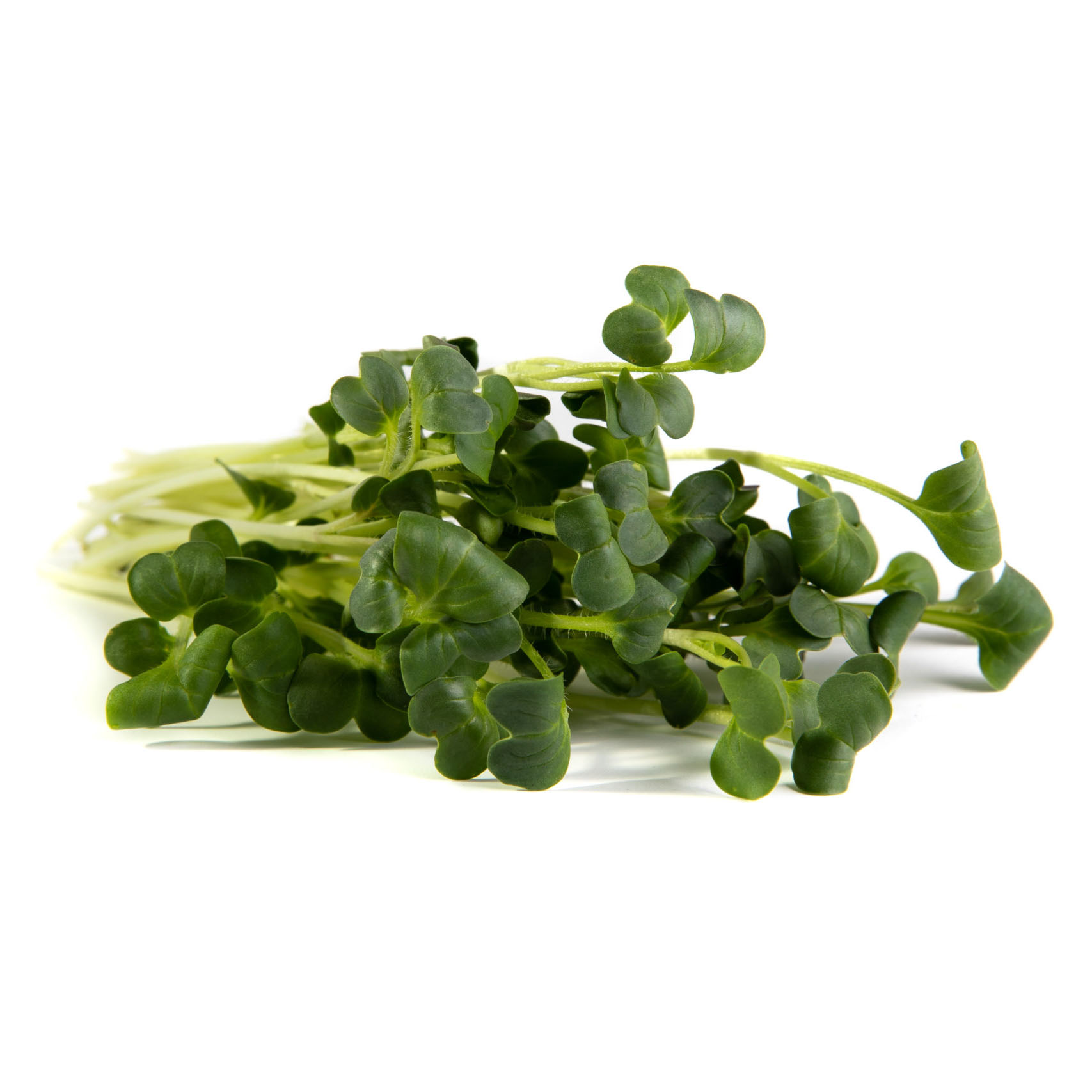 Radish microgreens