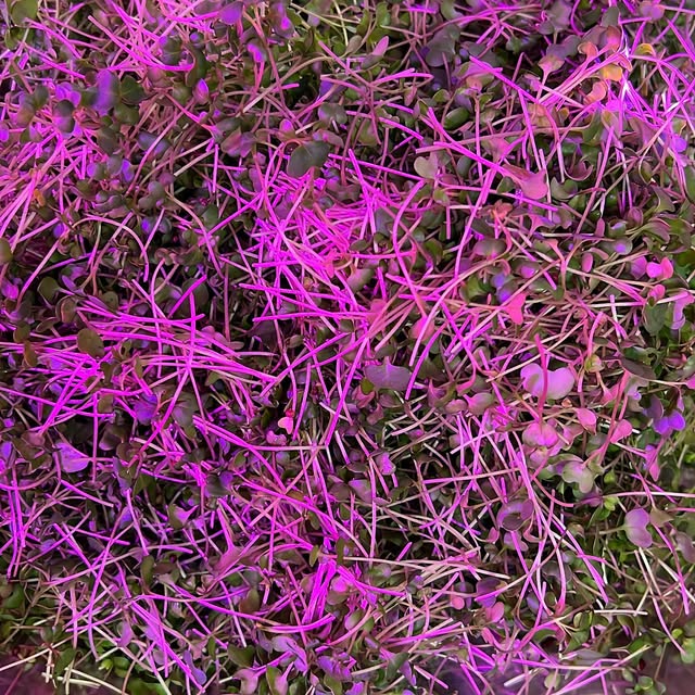 A tray of microgreens growing on a rack under grow lights
